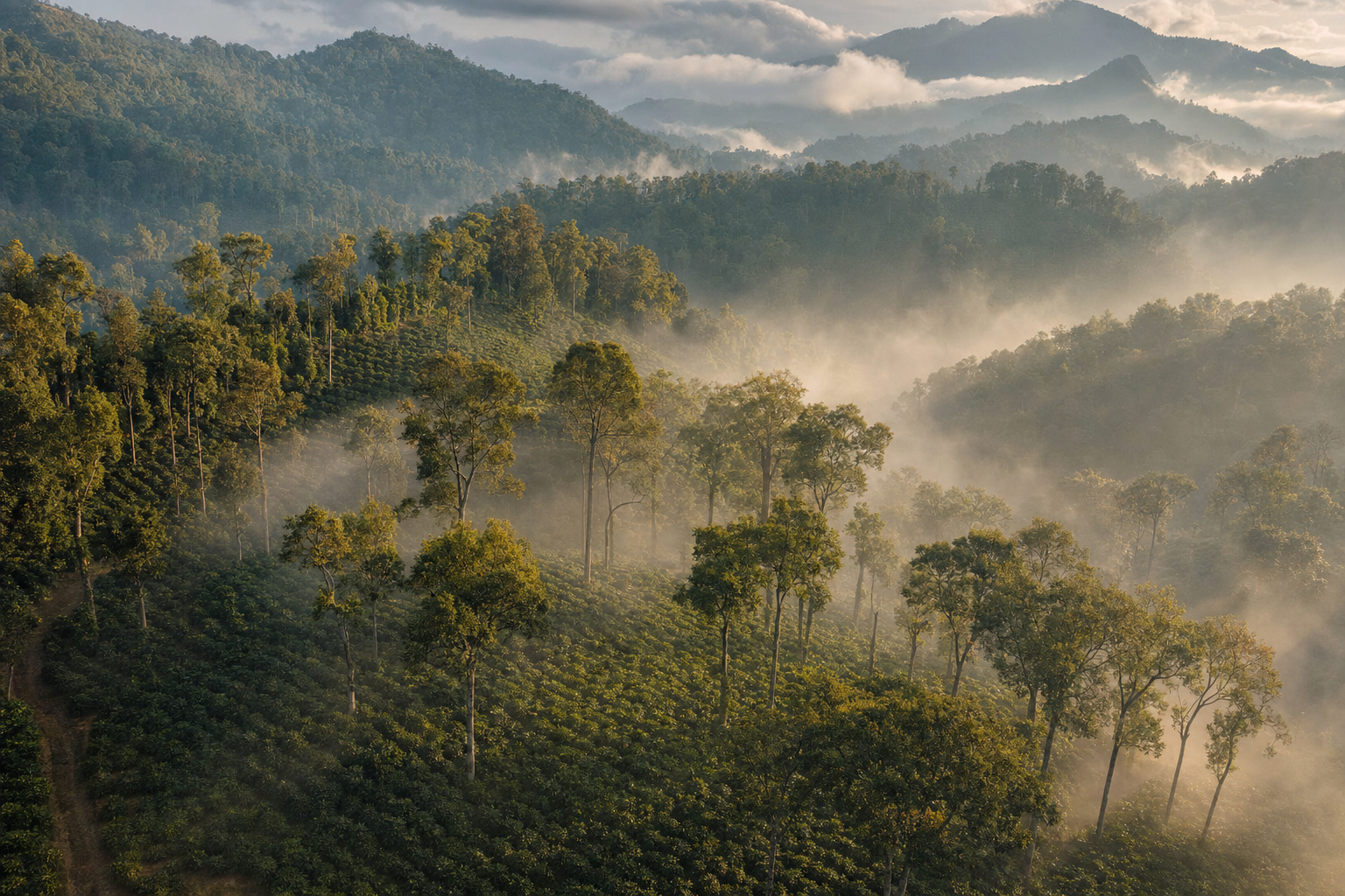 Shade-grown coffee estate under native canopy